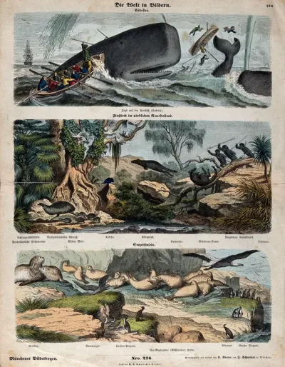 Above, fishermen hunting a spermwhale; middle, indigenous huntsmen hunting kangaroos; below, an island populated by petrels, sea elephants and sea lions