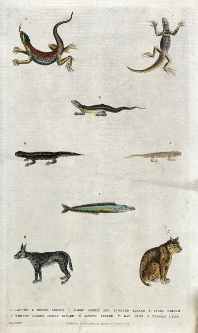 Above, four different lizards; below, a launce (sand eel), a Persian lynx and a Bay lynx