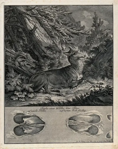 Above, resting hind, below, its hoofmarks