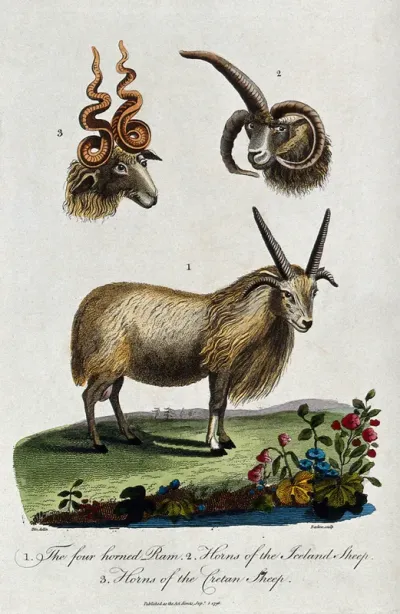 Above, the heads of a Cretan sheep and an Iceland sheep; below, a four horned ram standing on a meadow