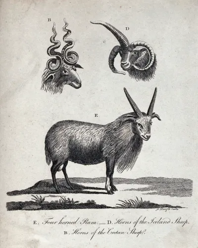 Above, the heads of a Cretan sheep and an Iceland sheep; below, a four horned ram