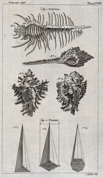 Above, the shell of a purpura; below, three sea shells and three diagrams of pyramids