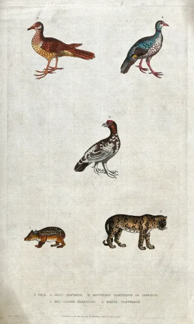 Above, three different species of partridges; below, a paca (tailless rodent) and a panther