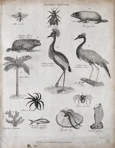 Above, two bees, two marmots, a tropical palm, a heron and a crane; below, two spiders, a treelike plant, two fish and a tunicate animal of the class Ascidiacea