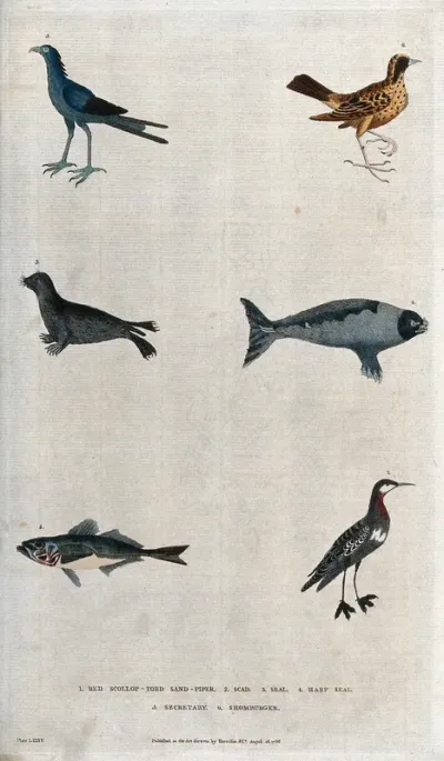 Above, two birds, a two seals; below, a scad and a sand-piper