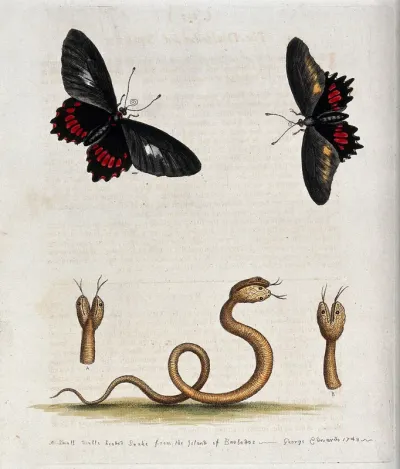 Above, two butterflies; below, a small double-headed snake from Barbabos