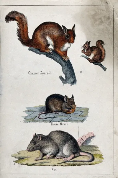 Above, two common squirrels sitting on a branch of a tree; middle, a house mouse; below, a rat