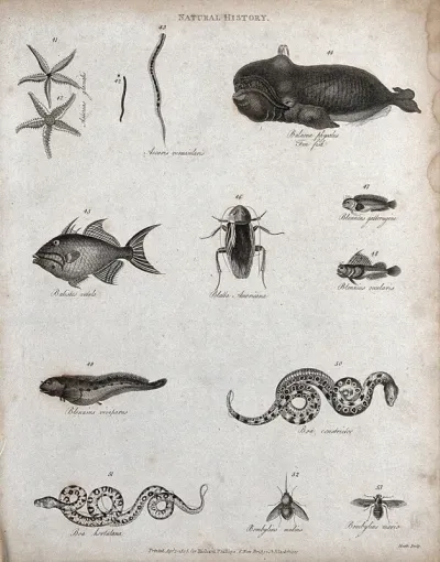 Above, two starfish, two worms, a fin whale, a fish, a cockroach and two fish; below, a fish, two snakes (boas), and two insects