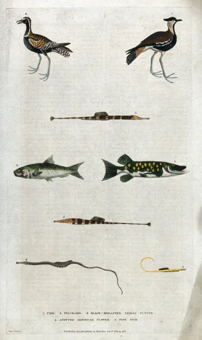 Above, two wading birds (plovers) and a pipe fish; below, a pike, a pilchard and three different pipe fishes
