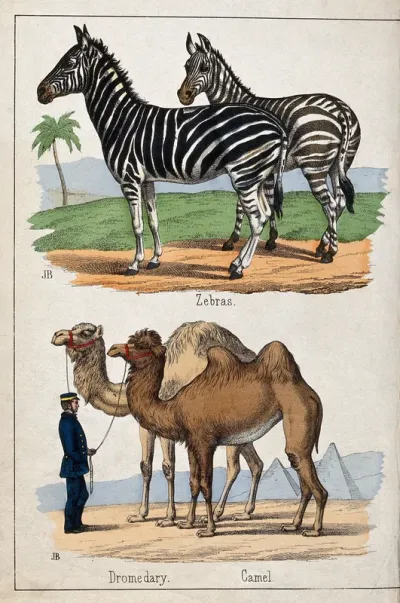 Above, two zebras; below, a man in a uniform holding a camel and a dromedary by their reins