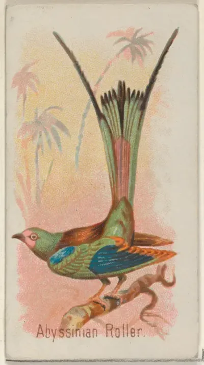 Abyssinian Roller, from the Song Birds of the World series (N23) for Allen & Ginter Cigarettes