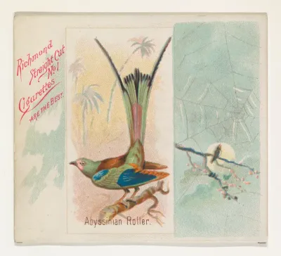 Abyssinian Roller, from the Song Birds of the World series (N42) for Allen & Ginter Cigarettes