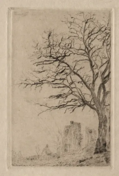 Acacia