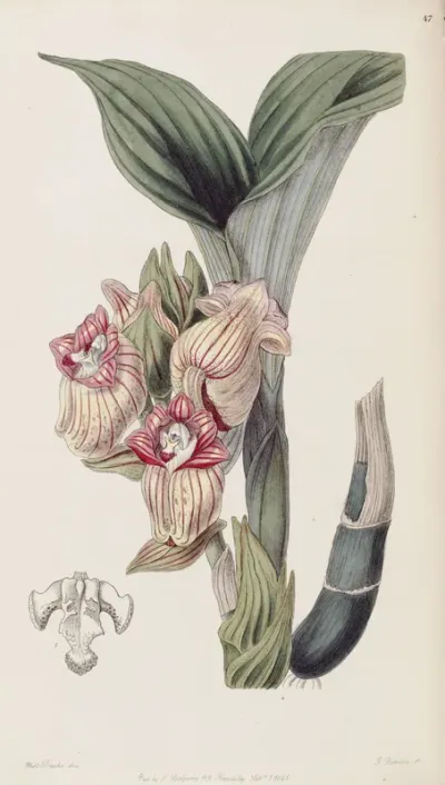 Acanthephippium javanicum