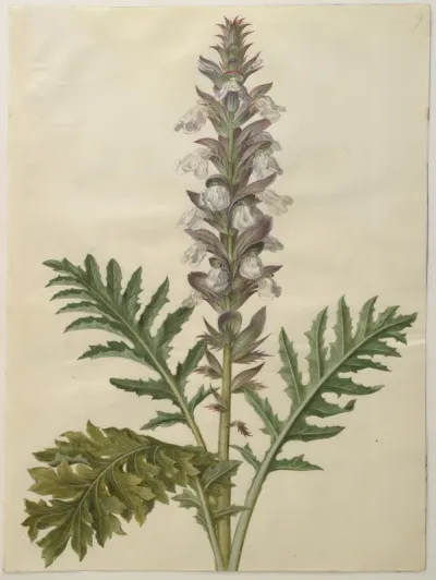 Acanthus hungaricus (ungarsk akantus)