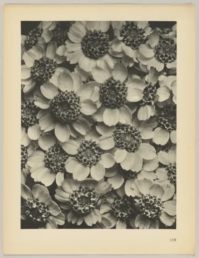 Achillea clypeolata