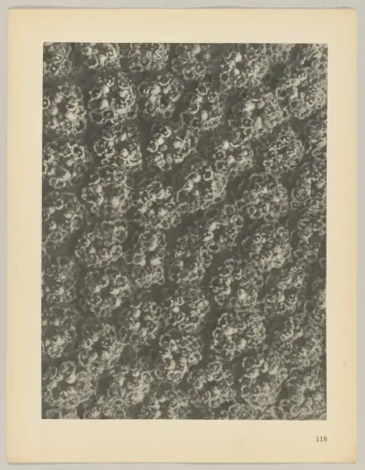Achillea filipendulina