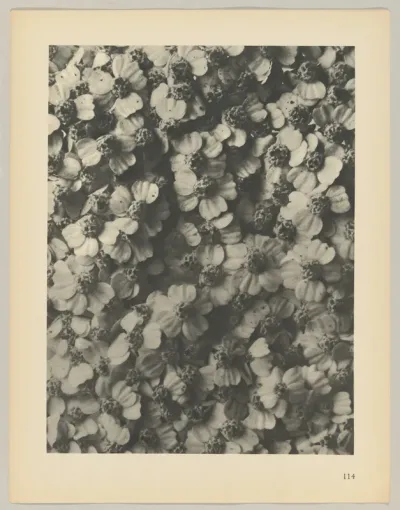 Achillea millefolium