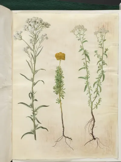 Achillea ptarmica (sølvknap-røllike); Achillea ageratum (balsam-røllike); Achillea millefolium (almindelig røllike)