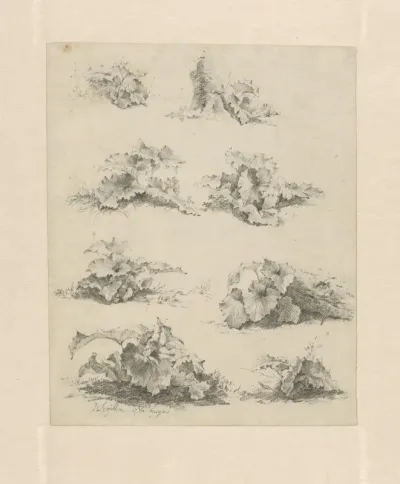 Acht studies van lage planten met grote bladeren