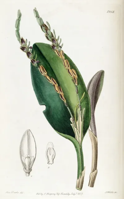 Acianthera saurocephala
