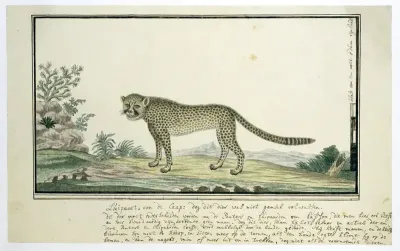 Acinonyx jubatus (Jachtluipaard)