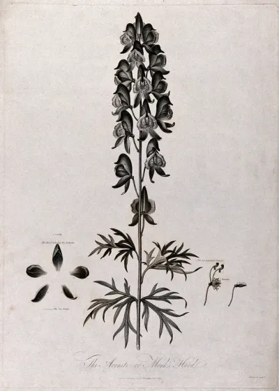 Aconite or monkshood (Aconitum napellus L.): flowering stem with separate labelled floral segments