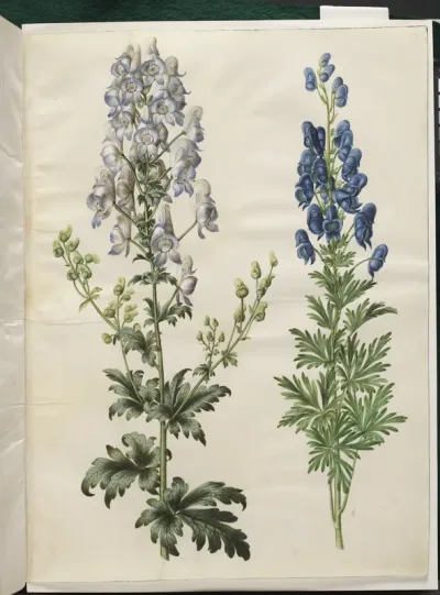 Aconitum variegatum (broget stormhat); Aconitum napellus (ægte stormhat)