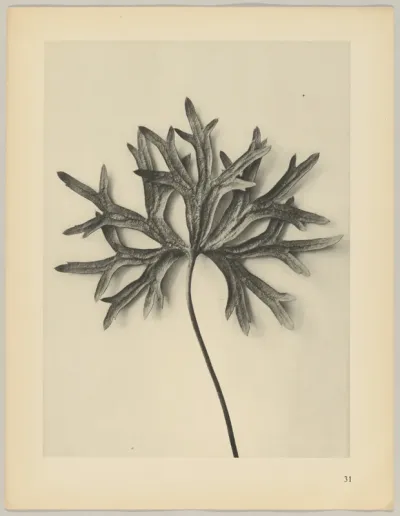 Aconiyum anthora