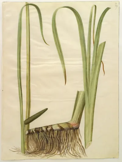 Acorus calamus (almindelig kalmus)