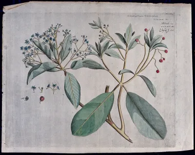 Acronychia launifolia Blume: branch with flowers and fruit, separate flowers and fruit and cross-section of fruit with seeds