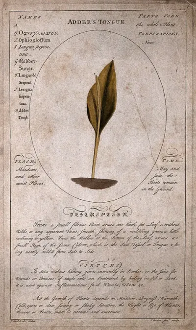 Adder's tongue (Ophioglossum vulgatum L.): fertile stem with description of the plant and its medicinal uses