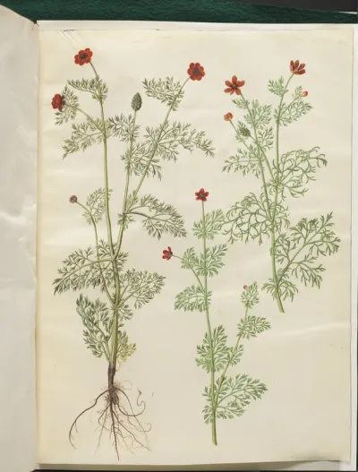 Adonis annua (høst-adonis); Adonis aestivalis (sommer-adonis)