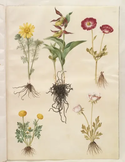Adonis vernalis (vår-adonis); Cypripedium calceolus (stor fruesko); Ranunculus asiaticus (have-ranunkel); Ranunculus (art af ranunkel)