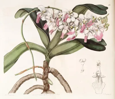 Aerides crispum