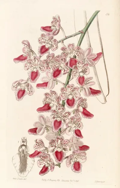 Aerides maculosa