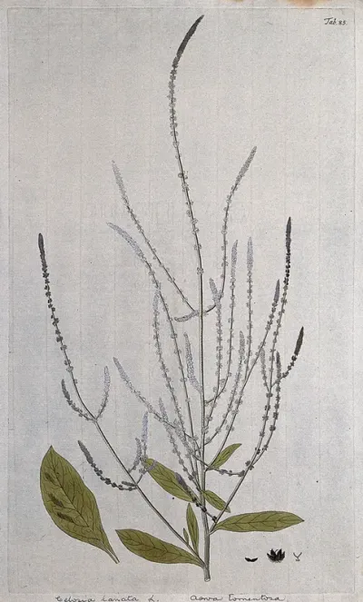 Aerva tomentosa Lam.: flowering stem with separate leaf and floral segments