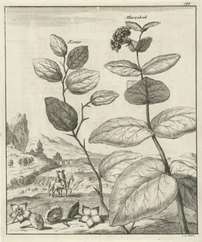 Afbeelding van twee Perzische planten