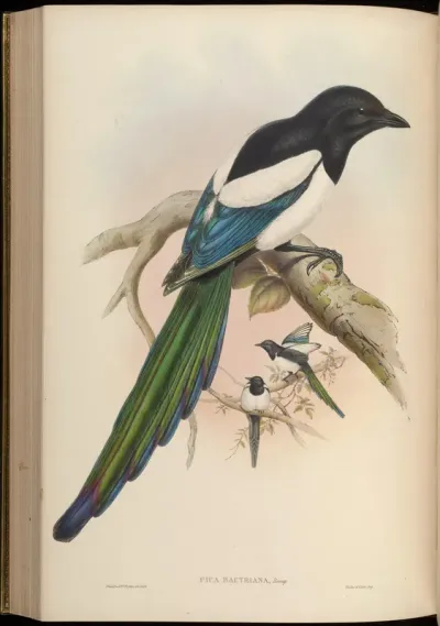 Affghan Magpie
