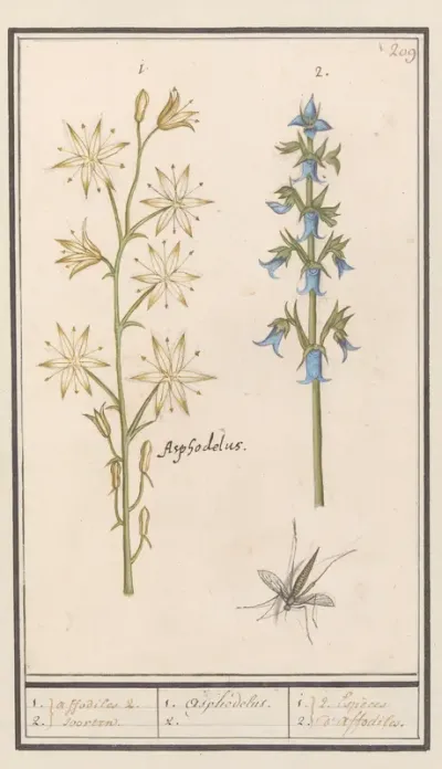 Affodil (Asphodelus) en Ruig klokje (Campanula trachelium)