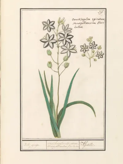 Affodil (Asphodelus)