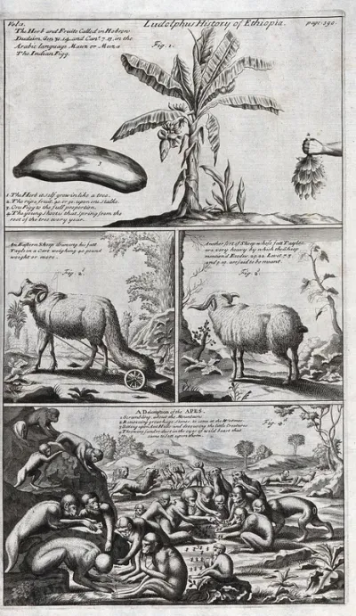 Africa: indigenous plants and mammals of Ethiopia