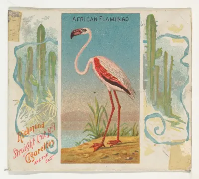 African Flamingo, from Birds of the Tropics series (N38) for Allen & Ginter Cigarettes