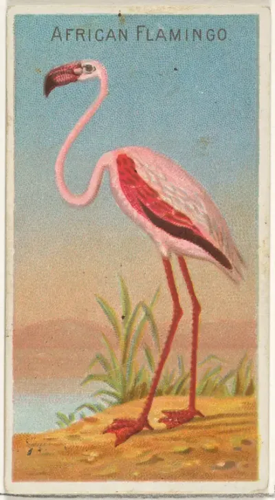 African Flamingo, from the Birds of the Tropics series (N5) for Allen & Ginter Cigarettes Brands