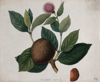 African peach (Sarcocephalus latifolius): fruiting and flowering stem with section of fruit