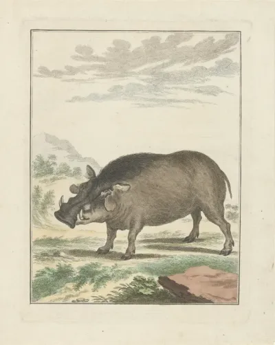 Afrikaans Boszwijn