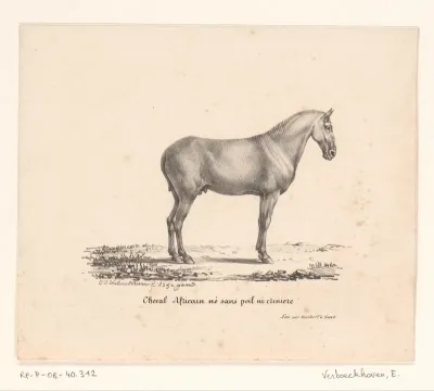 Afrikaans paard zonder staart en manen