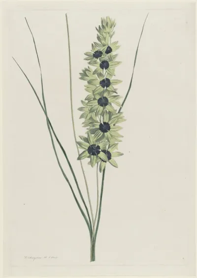 Afrikaanse iris (Ixia maculata viridis)