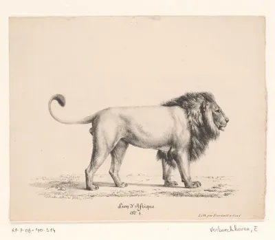 Afrikaanse leeuw