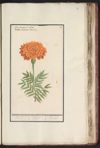 Afrikaantje (Tagetes)